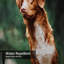 Rideau de douche avec 12 crochets Dog Duck Retriever-643630948