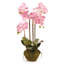 Conservatory Orchid Drop in Plant-767776364