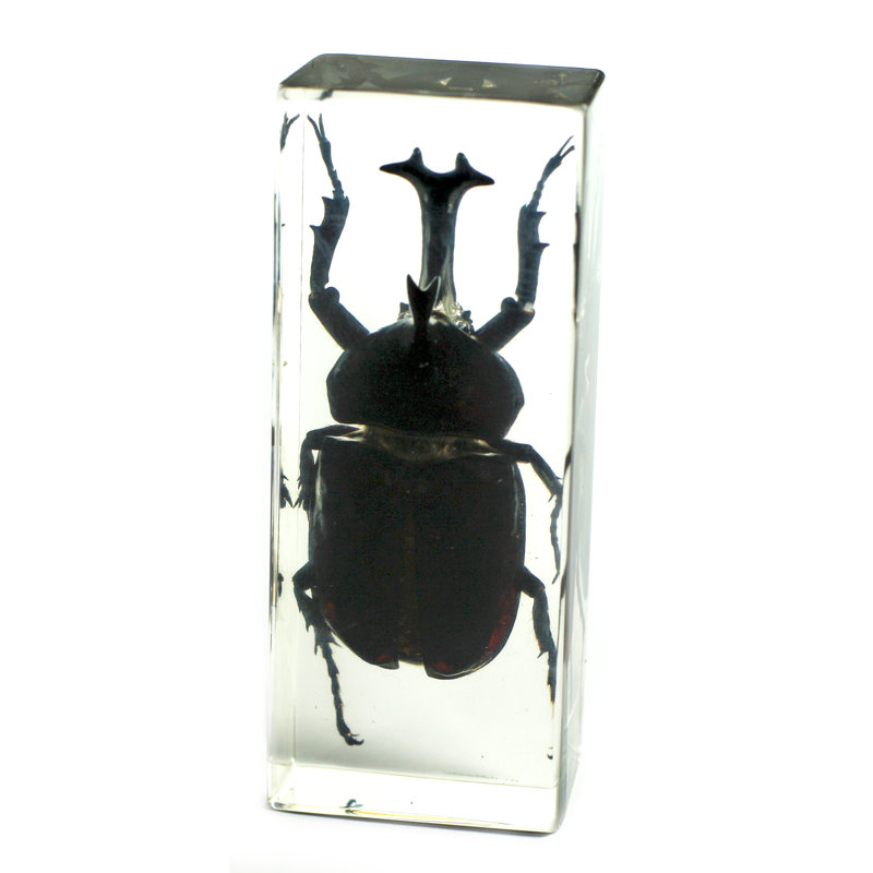 Presse-papiers coccinelle Rhinoceros