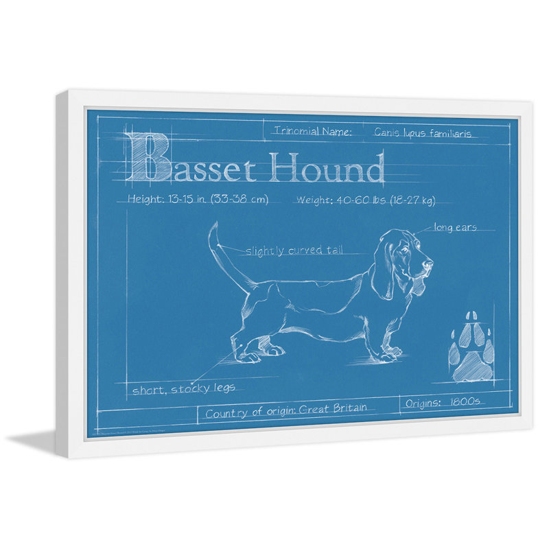 «Blueprint Basset Hound» par Ethan Harper, art mural sur toile, H 16 po x l 24 po x P 1,5 po, Papier avec cadre blanc