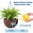 Self Watering Hanging Planters Set of 2 – 13.8 Inch Large Resin Rattan-Look Flower Pots with Drainage Plug & Sturdy Triple-Chain Metal Hanger – Indoor Outdoor Garden, Patio, Balcony-733335094