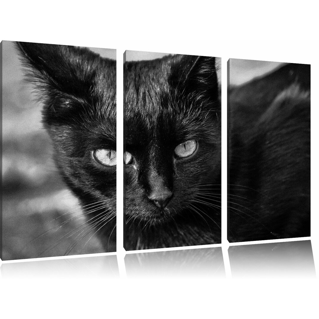 3-tlg. Leinwandbilder-Set „Schwarze Katze", Fotodruck