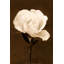 Petals And Perfume by Leda Robertson - Wrapped Canvas Print-890280647