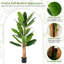 195cm Plant