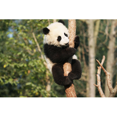 " Giant Panda " by Flysnow