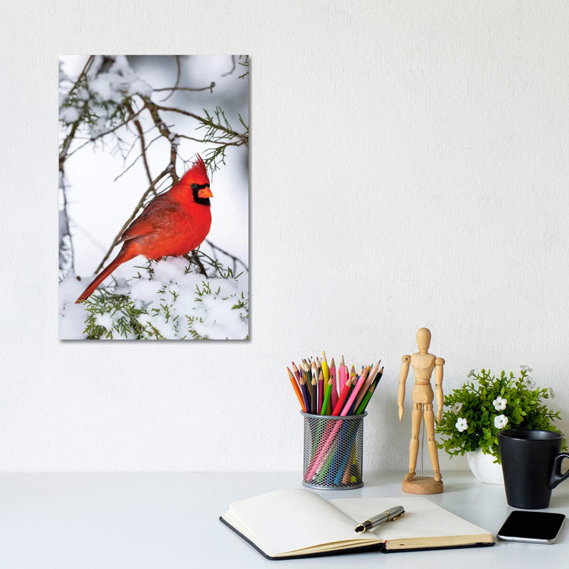 Northern Cardinal  Perching on Snowcapped Juniper Tree Branch, Marion Co., Illinois, USA 1 Piece Wrapped Canvas Wall Art