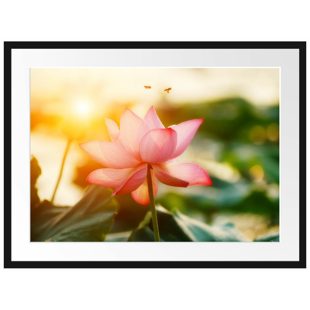 Gerahmtes Poster Lotus im Abendlicht