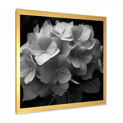 " Grey White Hydrangea Bloom III "