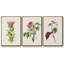Jolies roses botaniques IV, ensemble de 3 toiles encadrées-97706585-97706591