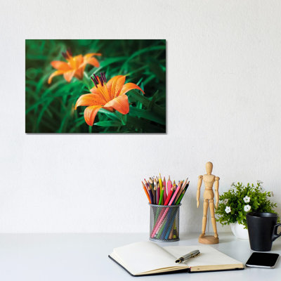 Lilies tiger