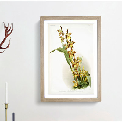 Magnolia Flowers Illustration Tab.84 by Frederick Sander - Picture Frame Art Print
