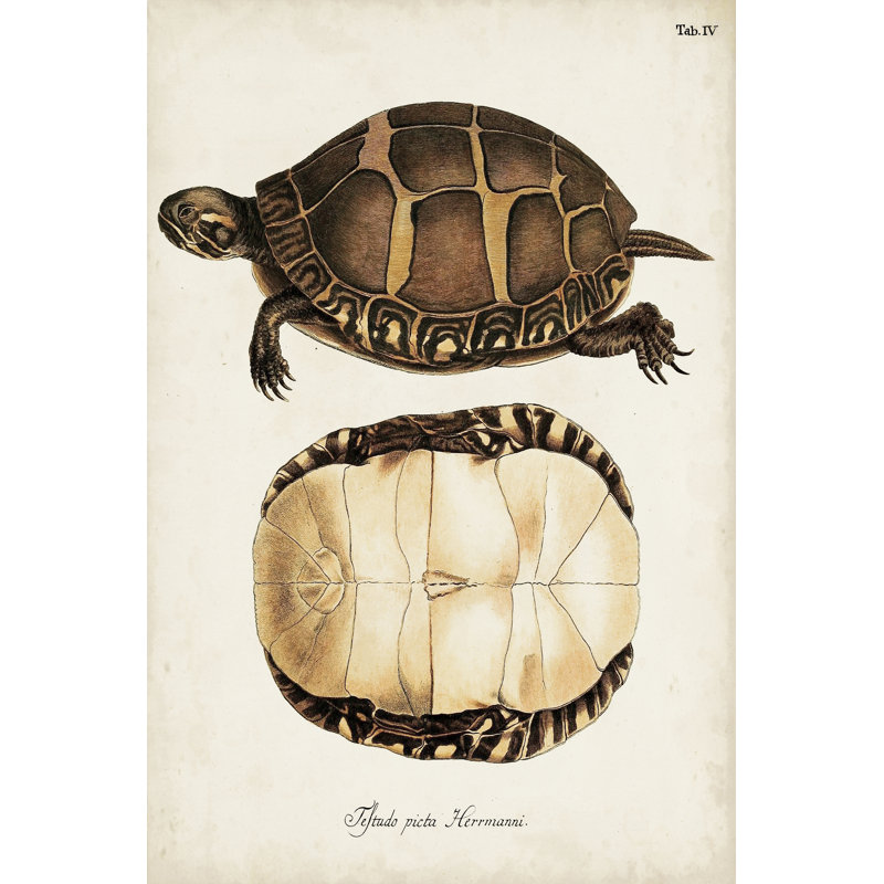 Tortues et coquillages antiques IV, H 18 po x l 12 po x P 1,25 po