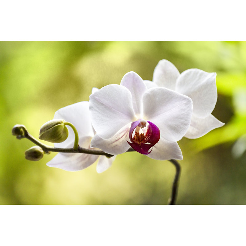 White Orchid Flower by Deepblue4you - Wrapped Canvas Print, 30cm H x 46cm W x 3.8cm D