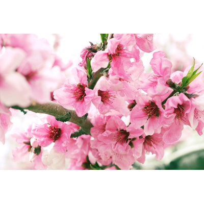 Brownsburg Peach Blossoms - Wrapped Canvas Print