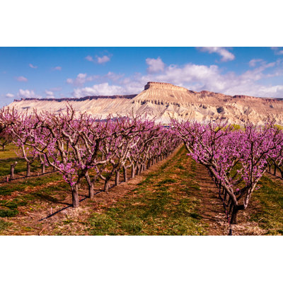 Blooming Peach Orchards by Tvirbickis - Wrapped Canvas Print