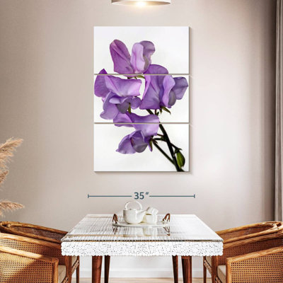 Harnek Sweet Pea Flowers
