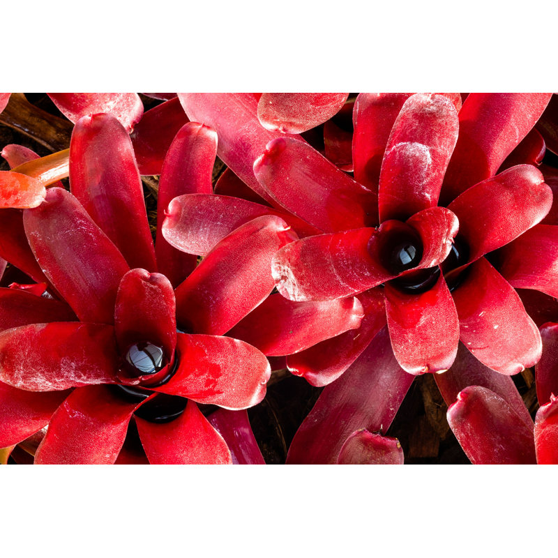 Gros plan sur la broméliacée rouge par Rivermartin - photographie sur toile tendue, L 36 po x H 24 po