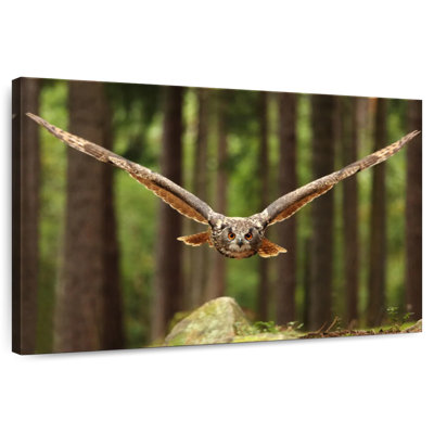 Crowle Owl Eurasian