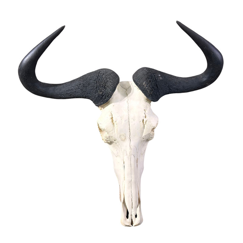 Real Wildebeest Antelope Skull