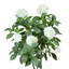 Hydrangea Drop-In Tree