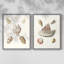 Pastel Knorr Shells VI - reproduction encadrée de qualité supérieure - prête à être accrochée - aucun clou requis - aucun clou requis-171660163-171660161