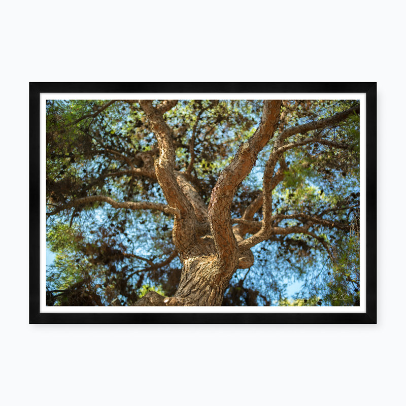 Athens Branches - Photographie avec cadre photo