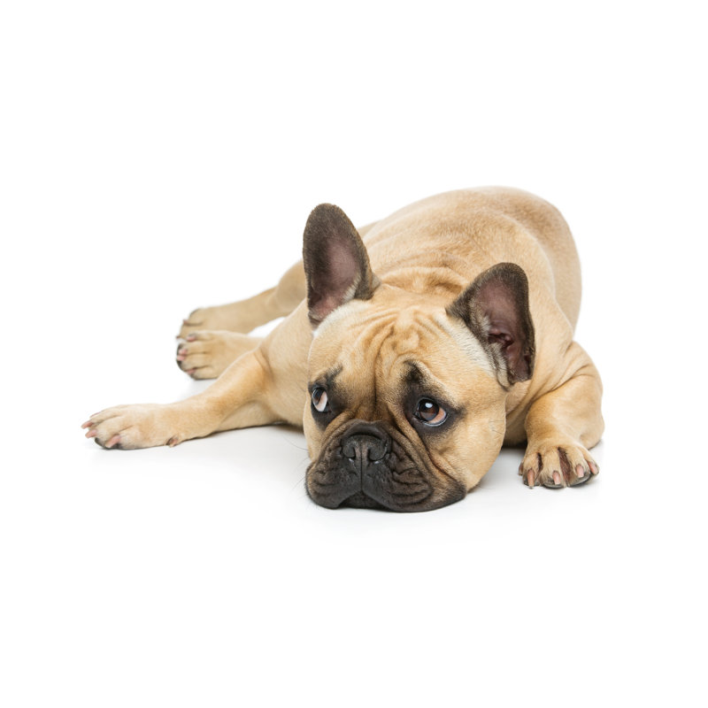 Magnifique bouledogue français sur toile Kemarley, H 8 po x l 12 po x P 1,25 po