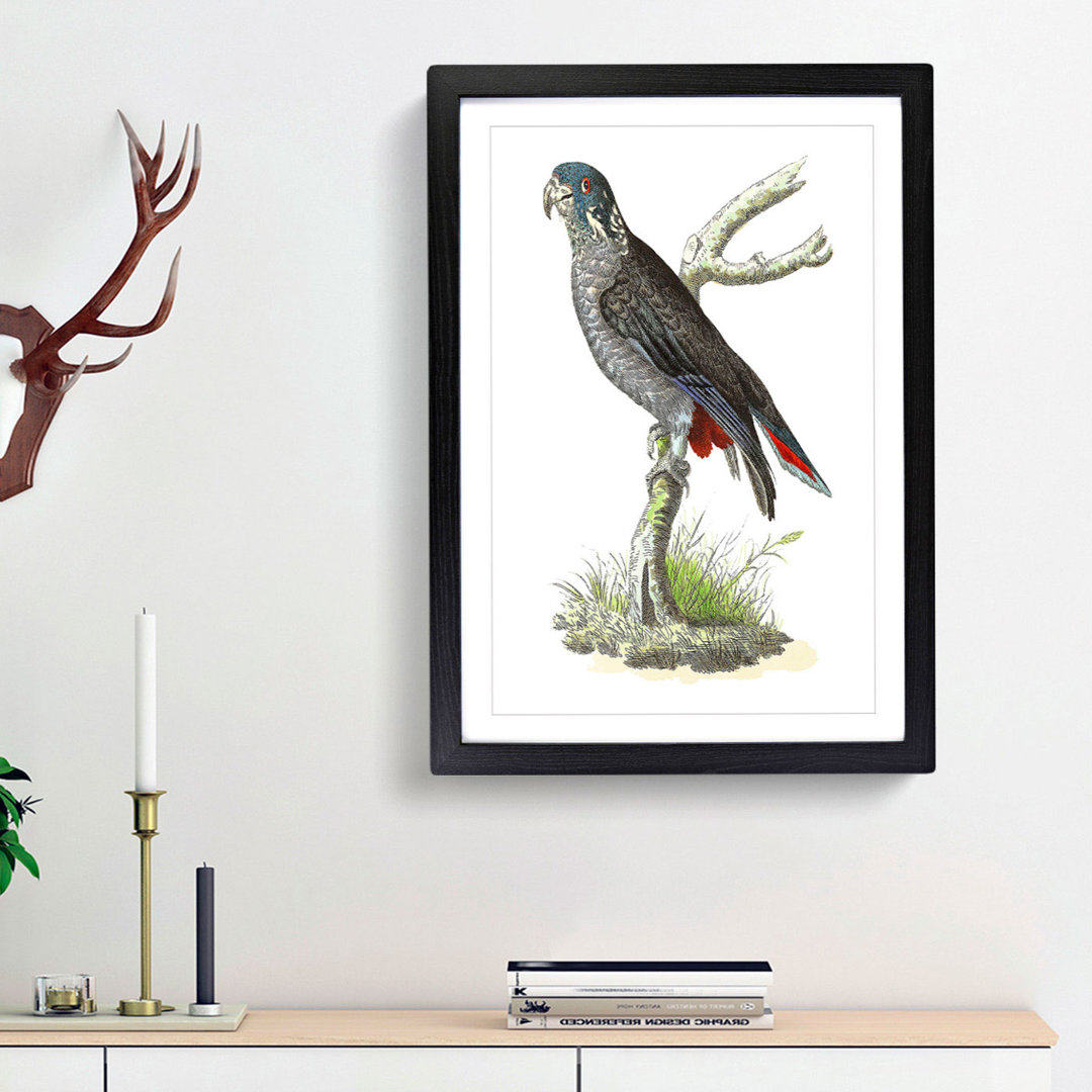 Dusky Parrot by George Shaw - Framed Print