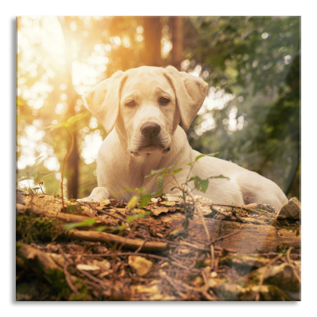 Glasbild Hund im Wald bei Sonnenuntergang