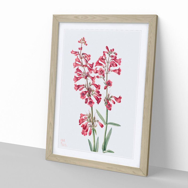 Parrys Penstemon by Mary Vaux Walcott - Framed Print, 48cm H x 36cm W x 2cm D, Oak Framed