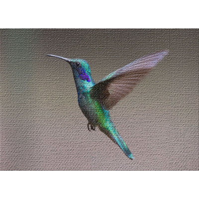 Tapis brune hummingbird