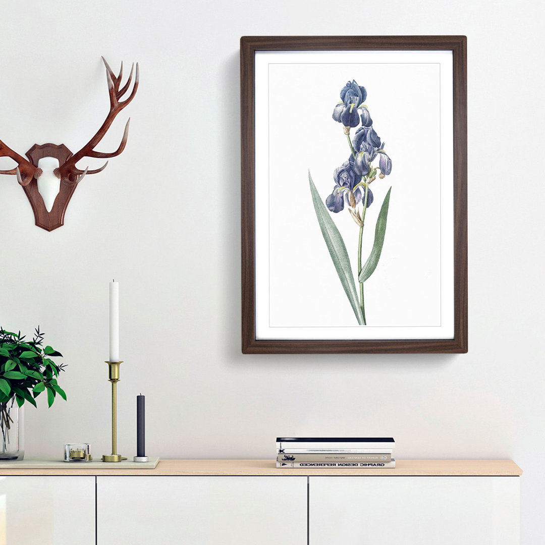 Dalmatian Iris by Pierre-Joseph Redoute - Picture Frame Painting Print