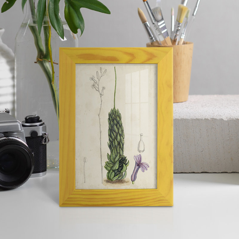 Antique Cactus IV, reproduction encadrée sur papier, H 6 po x l 4 po x P 1 po, Jaune