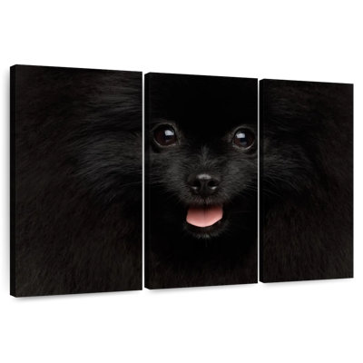 Brampt Black Pomeranian Spitz
