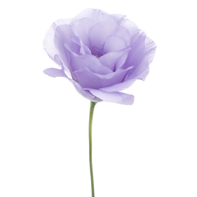 «Eivida Flower isolé», impression sur toile tendue
