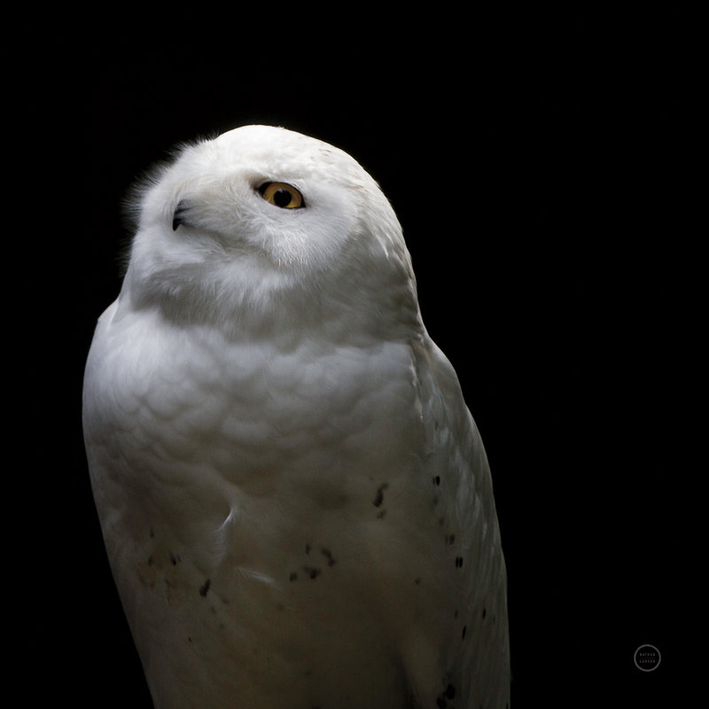 Snowy Owl Looks to the Sun - Photographie sur toile tendue, H 36 po x l 36 po, Cadre flottant blanc, Non