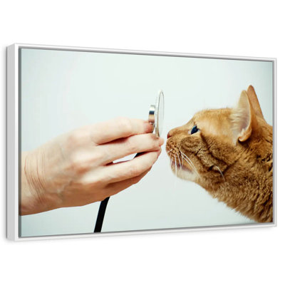 Cat Vet