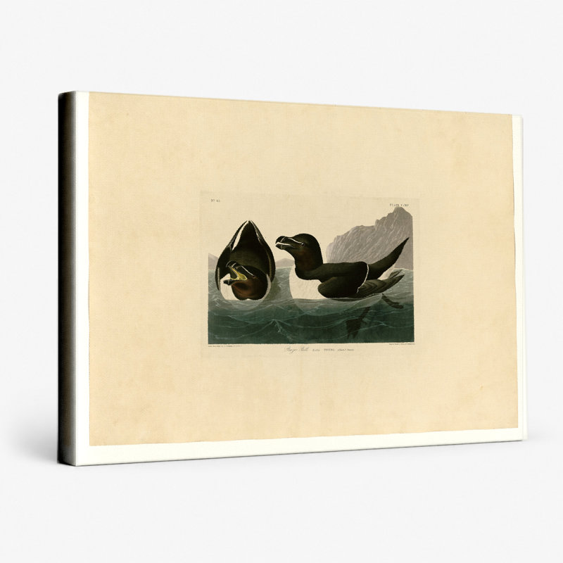 Razor Bill (Plate CCXIV) - Art mural sur toile paysage, 18" W x 12" H