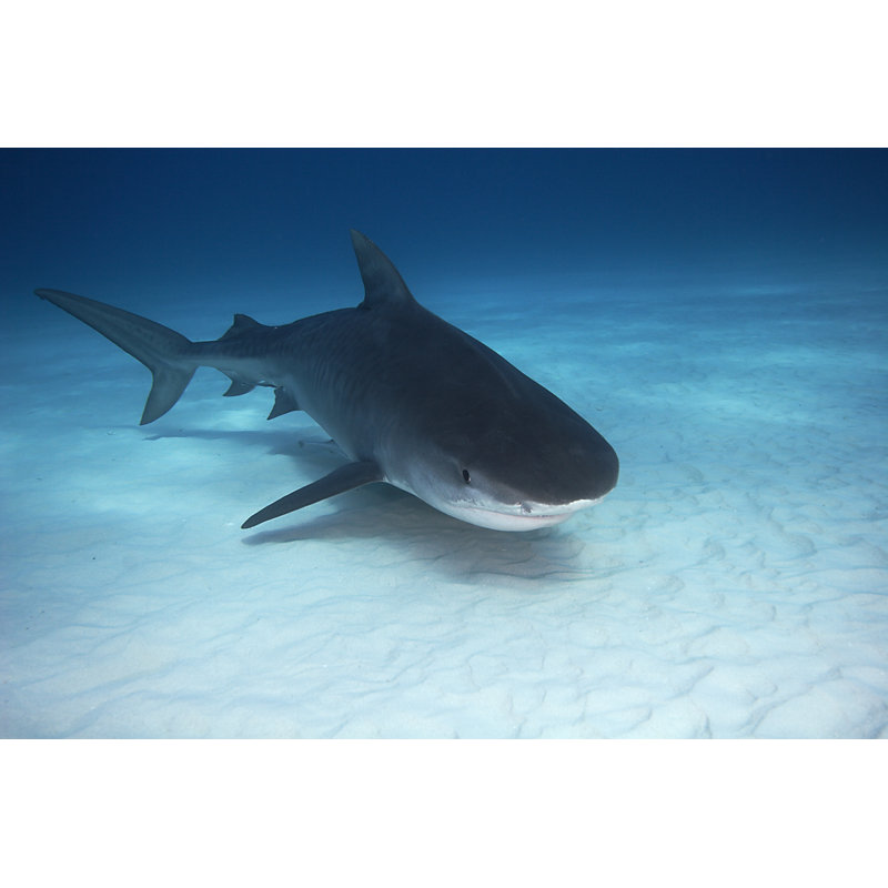 Tiger Shark by Cdascher - Wrapped Canvas Print, 51cm H x 76cm W x 3.8cm D