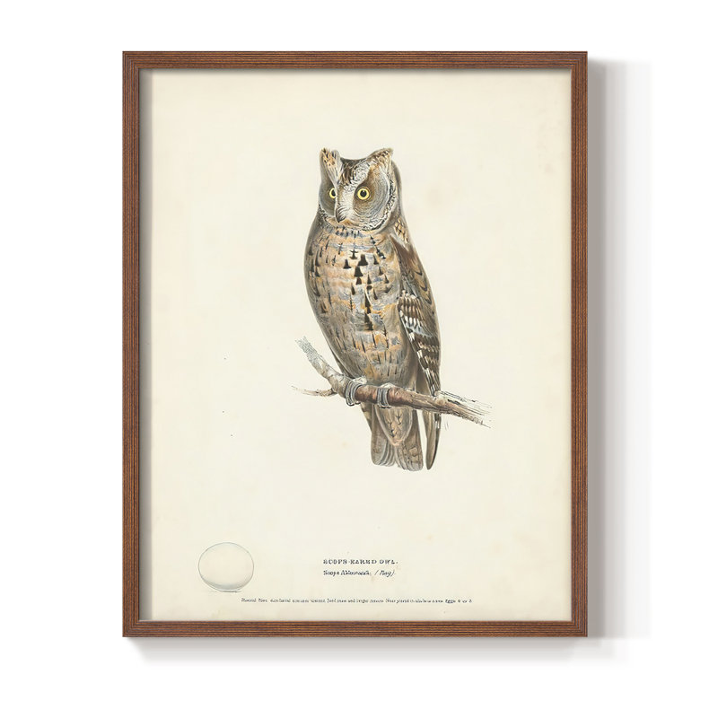 Reproduction encadrée Scops Earl Owl - bois massif, Brun, H 14 po x l 11 po