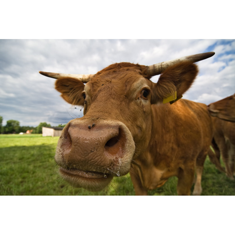 Museau de vache par Cinoby, H 32 po x l 48 po