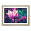 Purple Tulip Flower - Framed Print-56758331-56758332