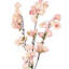 Fleur de cerisier en fleurs-1556286113