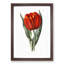 Red Tulip - Picture Frame Painting Print-55616535-55616534