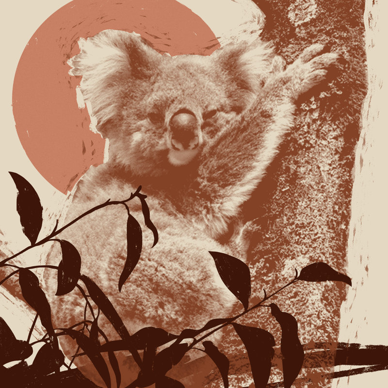 Pop Art Koala I by Jacob Green - Wrapped Canvas Print, 91cm H x 91cm W x 3.8cm D