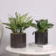 Metal Pot Planter-1642570876