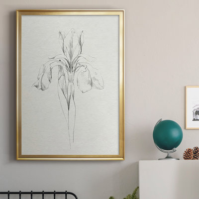 Neutral Iris Sketch I " Neutral Iris Sketch I "