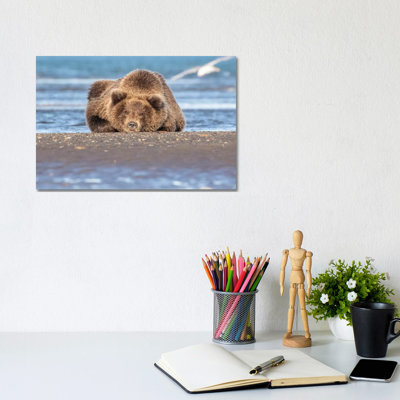 Napping Bear by Eric Fisher - Wrapped Canvas Painting