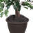 Artificial Variegated Ficus Series-137242058