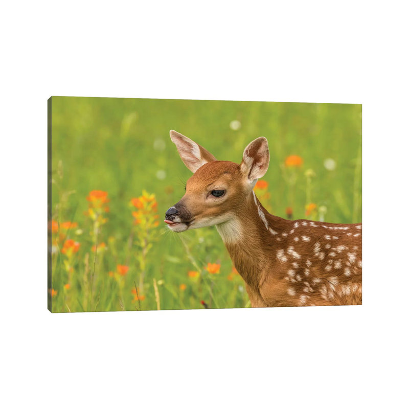 USA, Minnesota, Pine County. Captive Fawn. by Jaynes Gallery - Wrapped Canvas Print, 45.72cm H x 66.04cm W